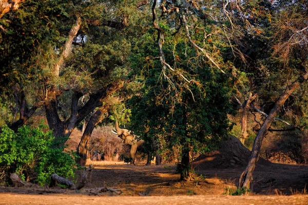 Taureau Éléphant Atteignant Nourriture Entre Les Grands Arbres Dans Parc — Photo