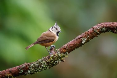 European Crested Tit sitting on a branch in the forest in the Netherlands