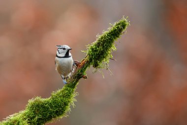 European Crested Tit sitting on a branch in the forest in the Netherlands