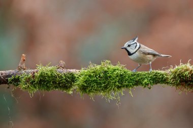 European Crested Tit sitting on a branch in the forest in the Netherlands