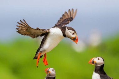 İngiltere açıklarında Farne Adaları 'nda uçan martı, İngiltere' nin Deniz Evleri kasabası yakınlarındaydı.