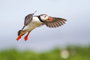 İngiltere açıklarında Farne Adaları 'nda uçan martı, İngiltere' nin Deniz Evleri kasabası yakınlarındaydı.
