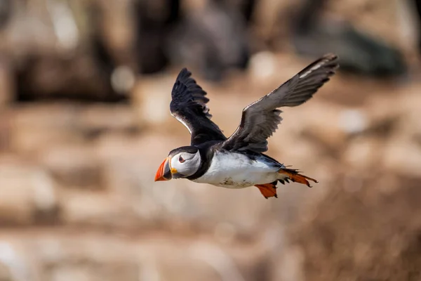 Papegaaiduiker Vliegt Farne Isles Vlak Voor Kust Van Engeland Buurt — Stockfoto