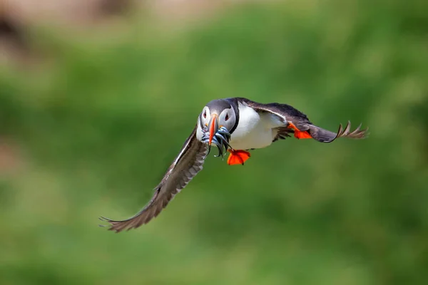 puffin flying with Sand Eel in his beak on the Farne Isles just off the coast of England near the town of Seahouses - United Kingdom