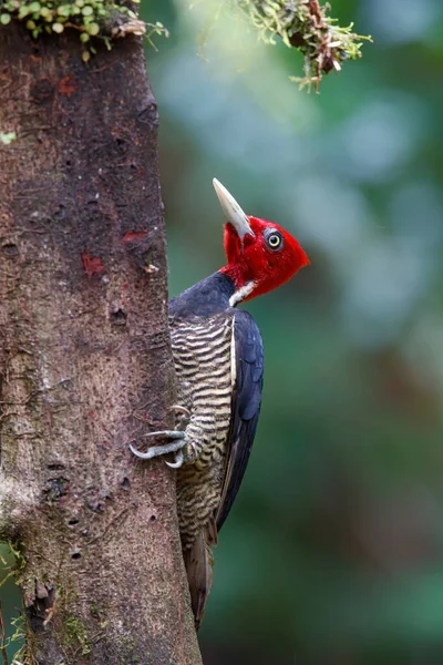 Pale Billed Woodpecker Sitting Tree Forest Costa Rica — Stock Photo, Image