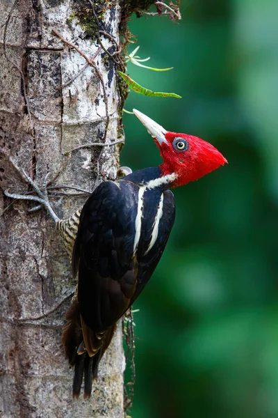 Blek Fakturerad Hackspett Sitter Ett Träd Skogen Costa Rica — Stockfoto