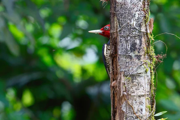 Pica Pau Bico Pálido Sentado Uma Árvore Floresta Costa Rica — Fotografia de Stock