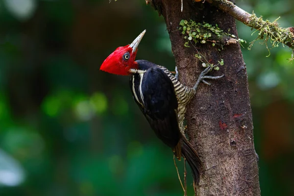 Pale Billed Woodpecker Sitting Tree Forest Costa Rica — Stock Photo, Image