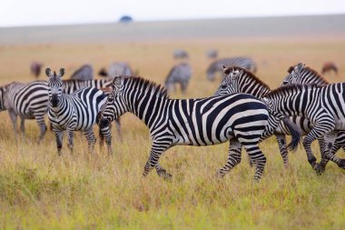 Zebra, Kenya 'daki Masai Mara oyun parkında koşuyor.