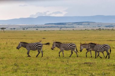 Zebra, Kenya 'daki Masai Mara oyun parkında yürüyor.