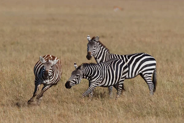 Zebra Correndo Savana Reserva Masai Mara Game Quênia — Fotografia de Stock