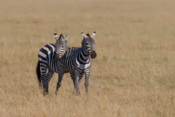 Zebra Standing Savanne Masai Mara Game Reserve Kenya — Stock Photo, Image