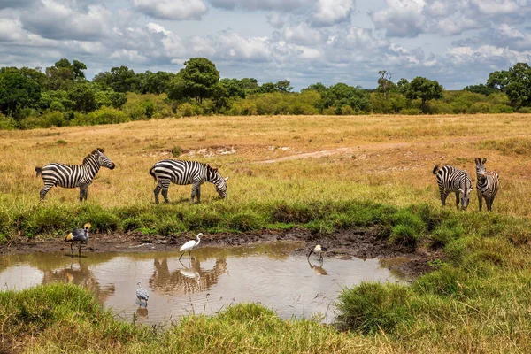 Zebra Berdiri Padang Rumput Milik Masai Mara Game Reserve Kenya — Stok Foto