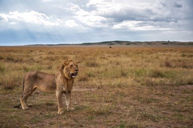 Kenya 'daki Masai Mara Ulusal Rezervi' nin ovalarında duran genç erkek aslan.