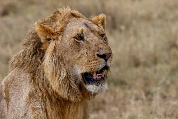 Portrét Mladého Lva Muže Stojícího Pláních Národní Rezervy Masai Mara — Stock fotografie