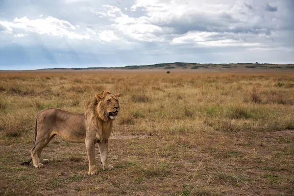 Joven León Macho Pie Las Llanuras Reserva Nacional Masai Mara — Foto de Stock