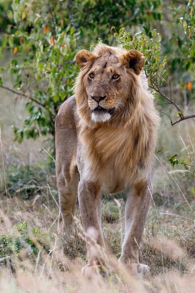ケニアのマサイ マラ国立保護区の茂みに立つ若い雄ライオン — ストック写真