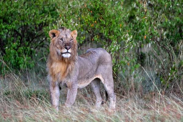 Fiatal Hím Oroszlán Áll Bokorban Masai Mara Nemzeti Rezervátumban Kenyában — Stock Fotó