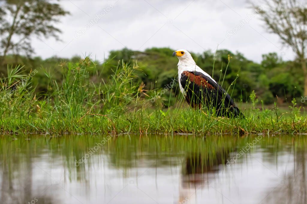  An African Fish Eagle sitting next to a pond in a game reserve in South Africa