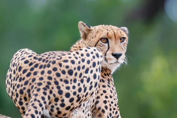 南アフリカのクルーガー国立公園で撮影されたチーターのポート — ストック写真