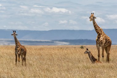 Kenya 'daki Masai Mara Ulusal Rezervi' nin büyük ovalarında buzağılı bir zürafa anne duruyor.