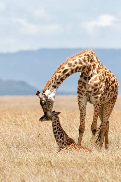 Zsiráf Anya Borjúval Kenyai Masai Mara Nemzeti Rezervátum Síkságán — Stock Fotó