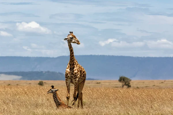 Giraffe Mother Calf Standing Great Plains Masai Mara National Reserve — Stock Photo, Image