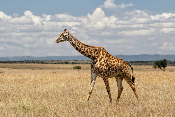 Giraffe walking on the great plains of the Masai Mara National Reserve in Kenya