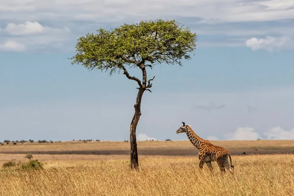 Giraffe calf walking on the great plains of the Masai Mara National Reserve in Kenya