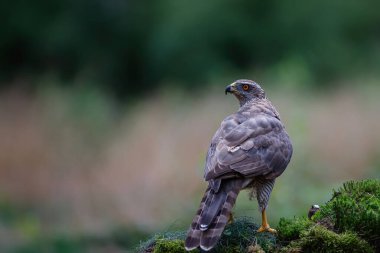 Kuzey Goshawk Hollanda 'daki ormanda yerde oturuyor.