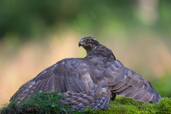 Northern Goshawk Sentado Chão Floresta Nos Países Baixos — Fotografia de Stock