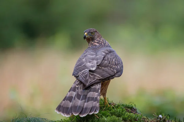 Jonge Noordelijke Havik Zit Grond Het Bos Nederland — Stockfoto