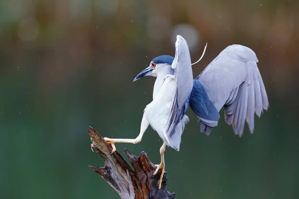 黑冠夜鹭 Nycticorax Nycticorax 坐在自然栖息地的树枝上 混乱的背景 — 图库照片