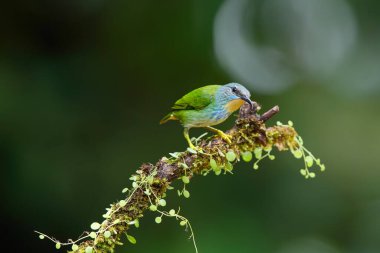 Parlayan Bal Sürüngeni (Cyanerpus lucidus) Kosta Rika 'daki Mear Boca Tapada yağmur ormanlarında bir dalda oturan dişi.