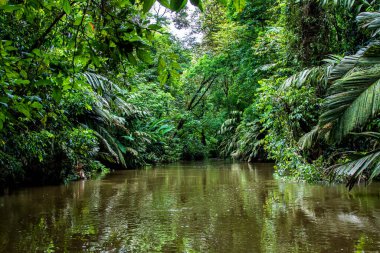Kosta Rika 'daki Tortuguero Ulusal Parkı' ndaki bir tekneden görülen güzel yemyeşil tropikal orman manzarası