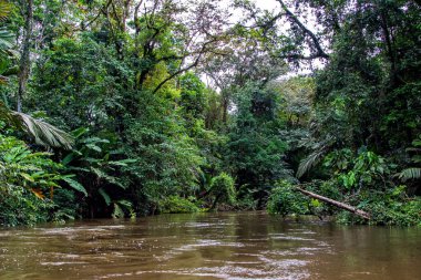Kosta Rika 'daki Tortuguero Ulusal Parkı' ndaki bir tekneden görülen güzel yemyeşil tropikal orman manzarası