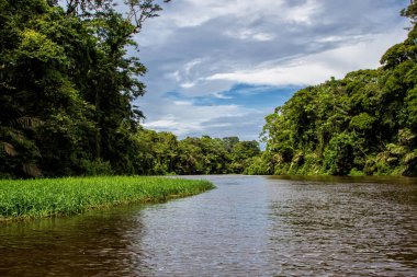 Beautiful lush green tropical forest jungle scenery seen from a boat in Tortuguero National Park in Costa Rica clipart