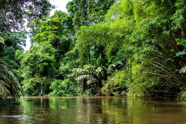 Beautiful lush green tropical forest jungle scenery seen from a boat in Tortuguero National Park in Costa Rica