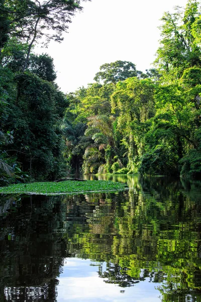 Beautiful Lush Green Tropical Forest Jungle Scenery Seen Boat Tortuguero — Stock Photo, Image