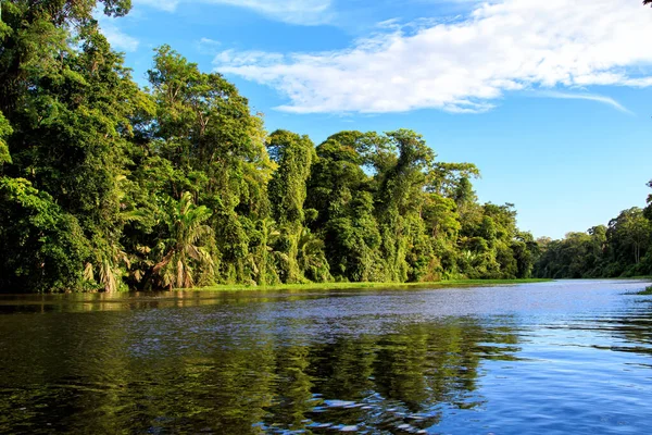 Indah Lebat Hutan Tropis Hijau Pemandangan Hutan Terlihat Dari Perahu — Stok Foto