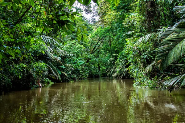 Indah Lebat Hutan Tropis Hijau Pemandangan Hutan Terlihat Dari Perahu Stok Gambar