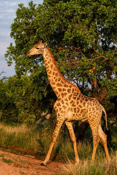 Zsiráf Séta Nkomazi Game Reserve Kwa Zulu Natal Dél Afrikában — Stock Fotó