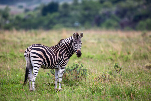 Zebra standing in a Game Reserve in Kwa Zulu Natal in South Africa