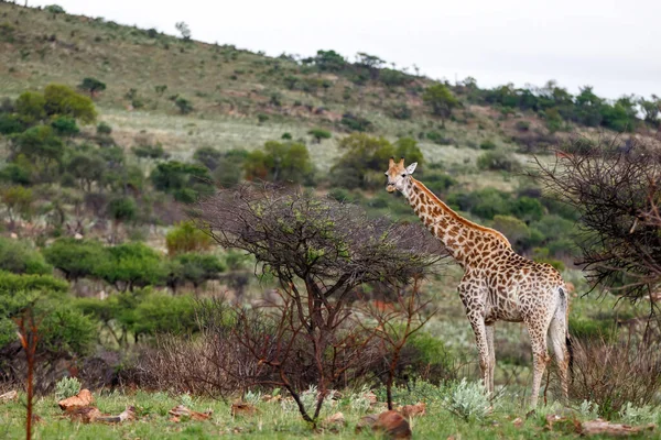Giraffe Staat Het Prachtige Landschap Een Wildreservaat Kwa Zulu Natal — Stockfoto