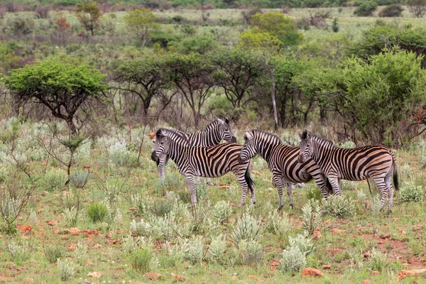 ゼブラは南アフリカのKwa Zulu Natalにあるゲームリザーブに立っています — ストック写真