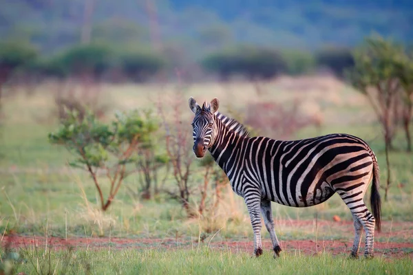 Cebra Pie Una Reserva Caza Kwa Zulu Natal Sudáfrica —  Fotos de Stock