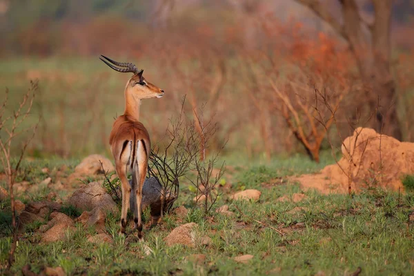 Impala ชายย นในแสงอบอ นคร งแรกในอน เกม Nkomazi ในAv Zulu Natal — ภาพถ่ายสต็อก