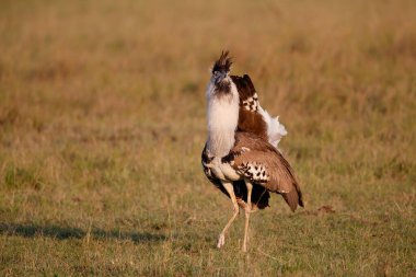 Kori Bustard erkeği Kenya 'daki Masai Mara Ulusal Rezervi' nde sergileniyor.