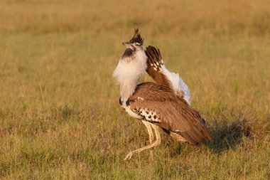 Kori Bustard erkeği Kenya 'daki Masai Mara Ulusal Rezervi' nde sergileniyor.