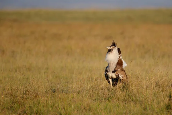 Kori Bustard Αρσενικό Εμφανίζει Στις Πεδιάδες Της Masai Mara National — Φωτογραφία Αρχείου